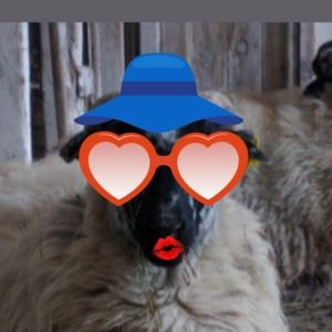 Meet your Posher, Teresa